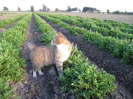 DANDELION-FIELD-WITH-CAT