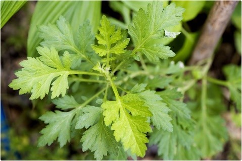 Artemisia Annua